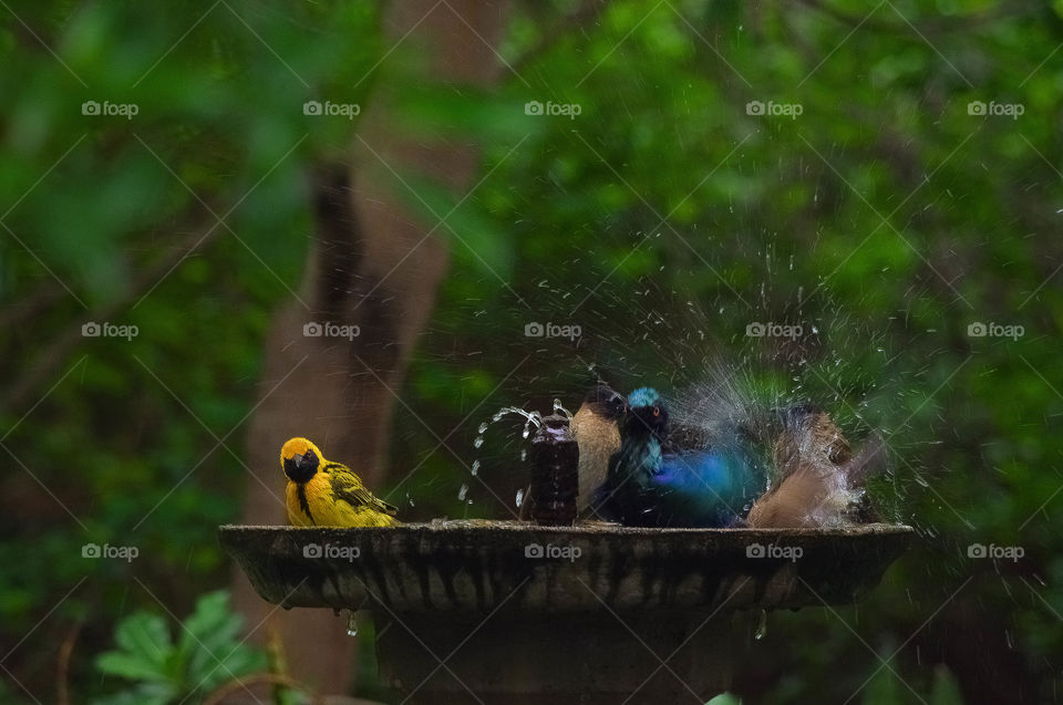 bird splashing around