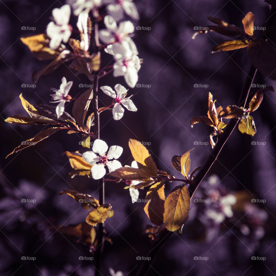 Spring flowers in London