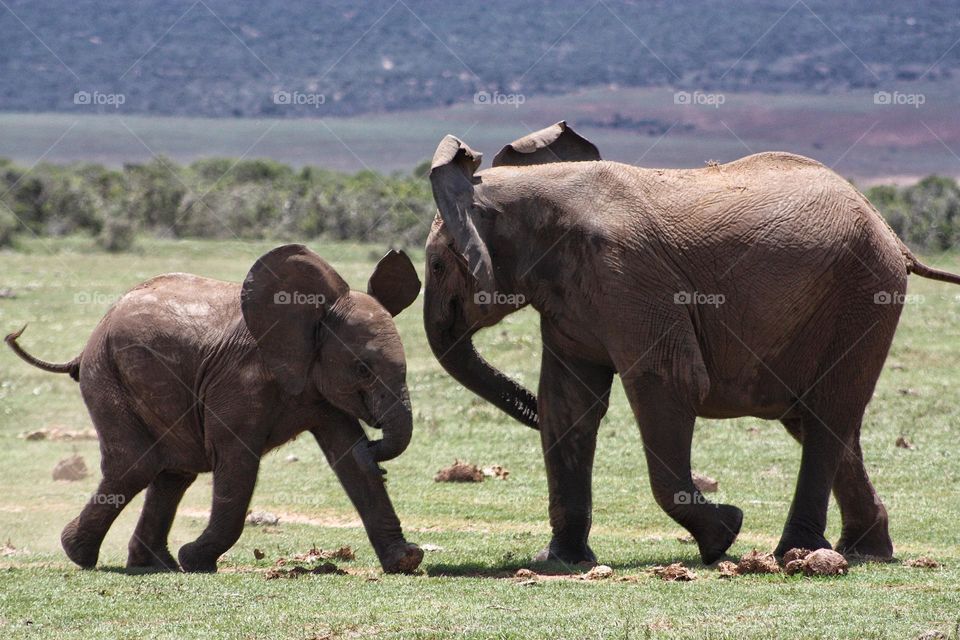 Some great interaction between elephants siblings.