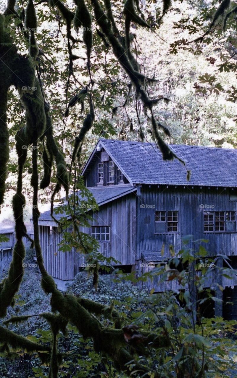 Old barn in Oregon. Love the building peaking out from amongst the trees. The wood was so old it almost looked grey. 