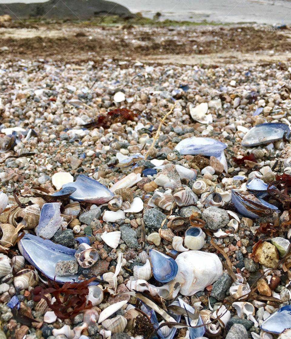 Close-up of seashells