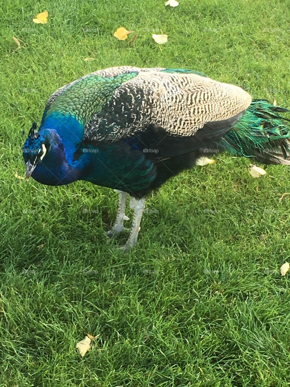 Paon jardin d’Acclimatation paris