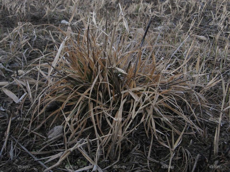 A tuft of dead grass