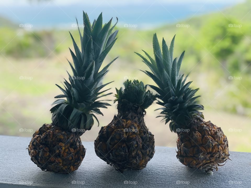 Pineapples can be art