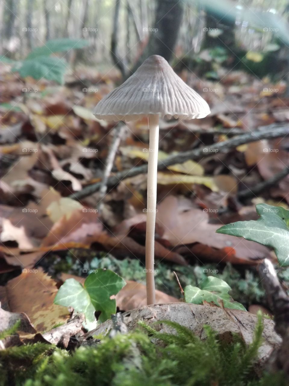 champignon, mushroom