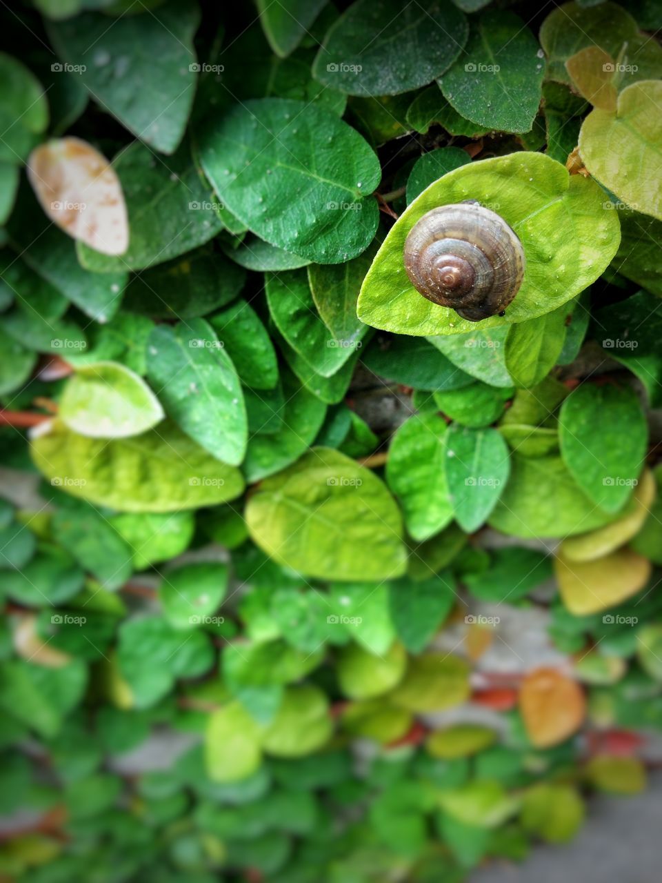 Snail nature green 