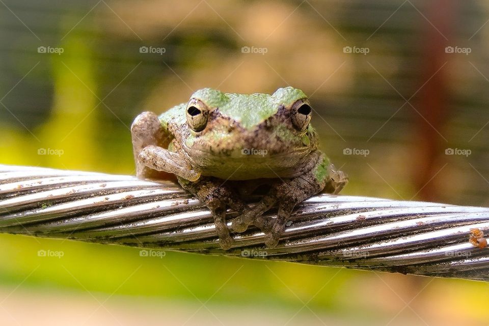 Tiny frog staring