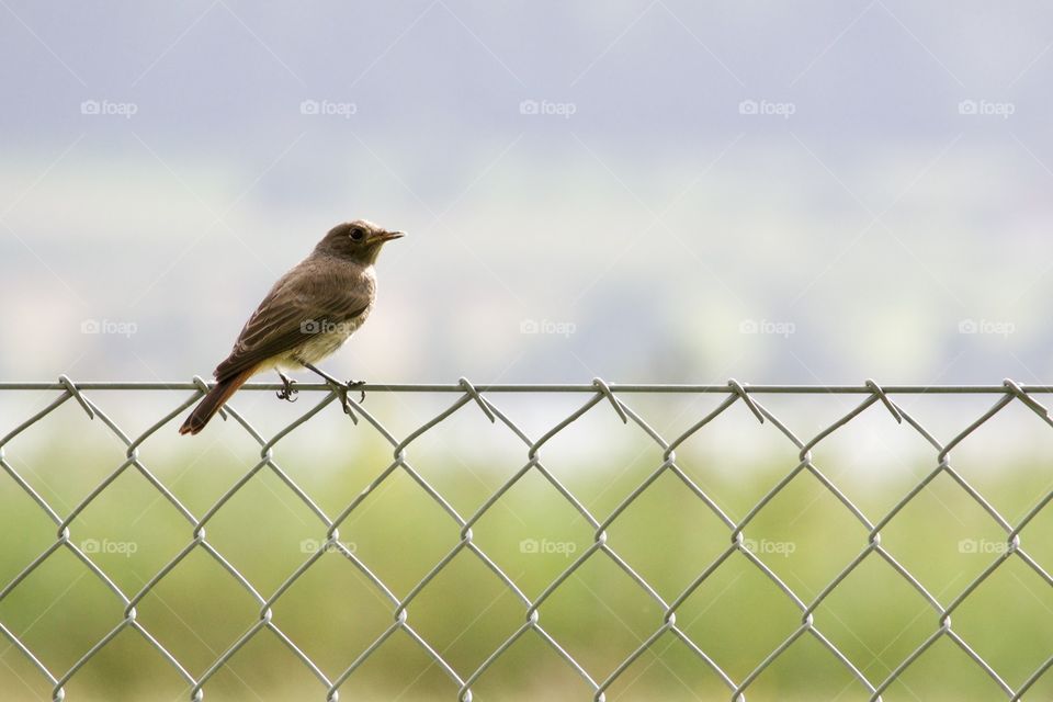 A Bird On A Fence