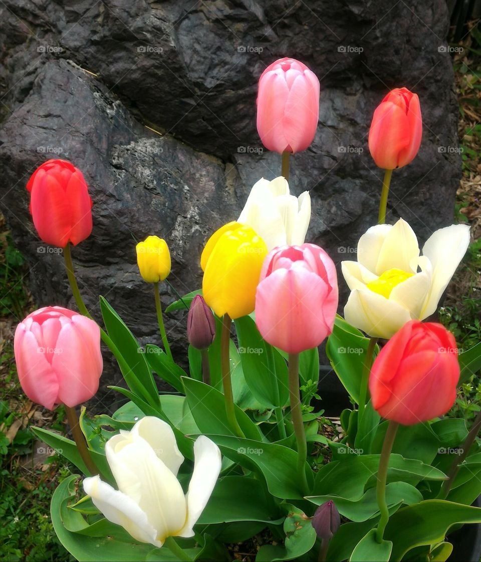 various colored tulips