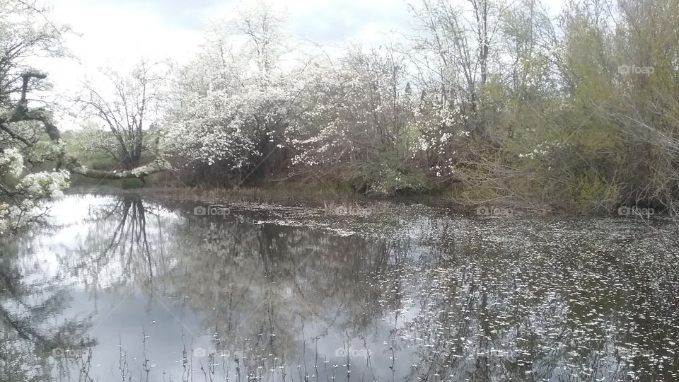 Blossoming Reflections