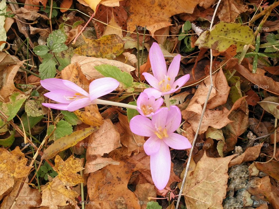 Last days of flowers