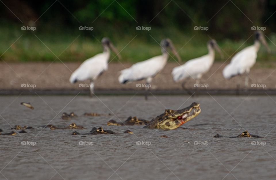 Jacarés se alimentam sob olhar de outras aves em lagoa no Pantanal Sul