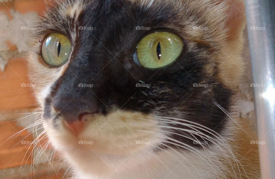 Editors'Choice Photo of the week. Olhar belo e cativante do seu pet de estimação