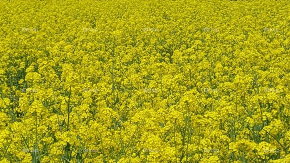 yellow flower fields