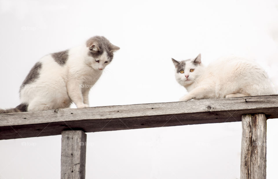 Cat, Animal, Portrait, Pet, Mammal