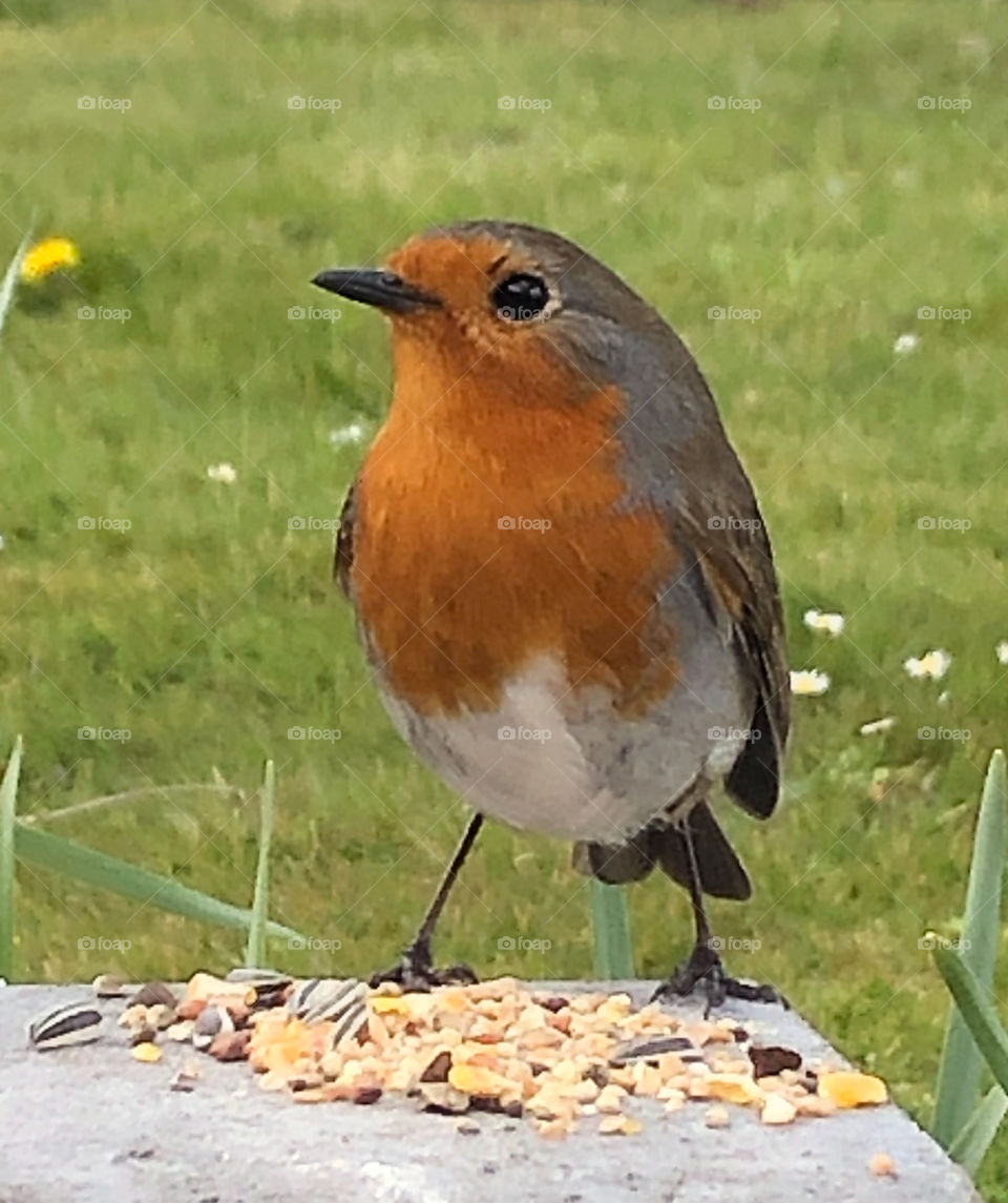 Robin