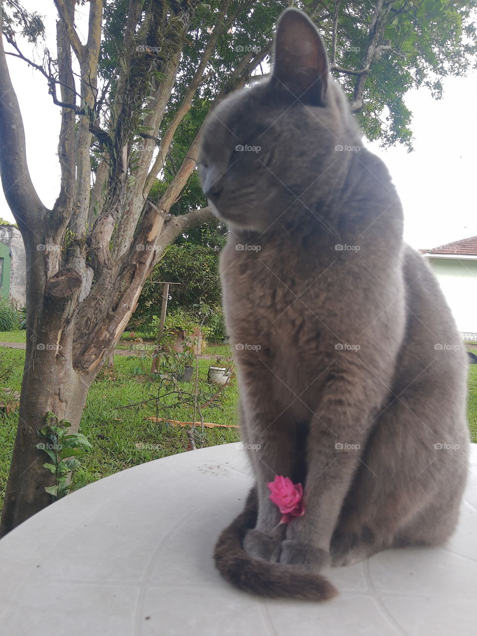 cat holding a flower