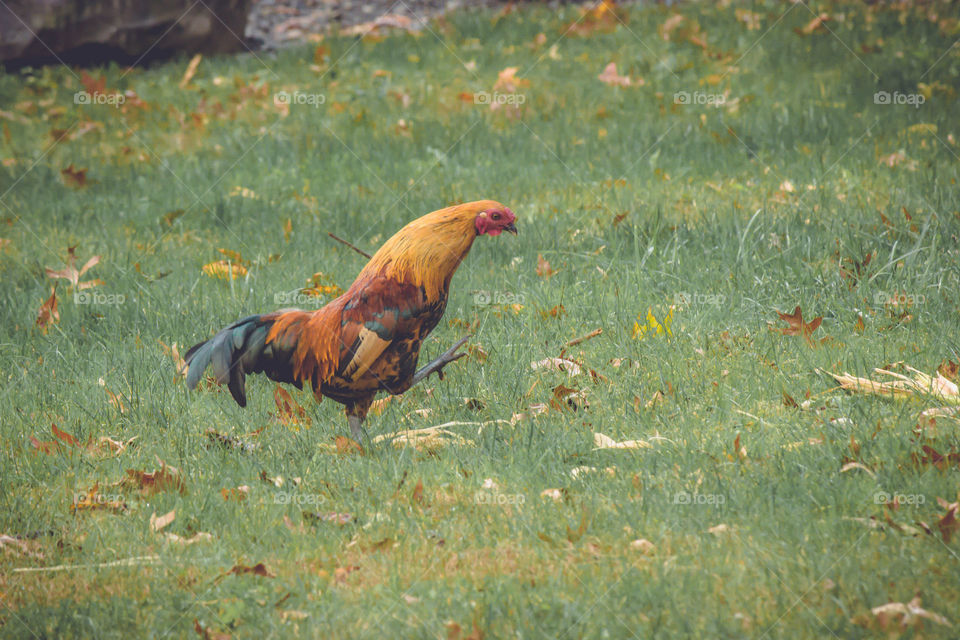 Rooster walking through grass 