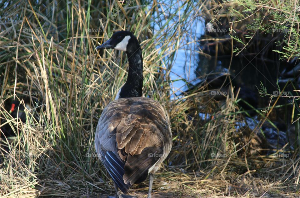 Canadian Goose on the Lakeshore