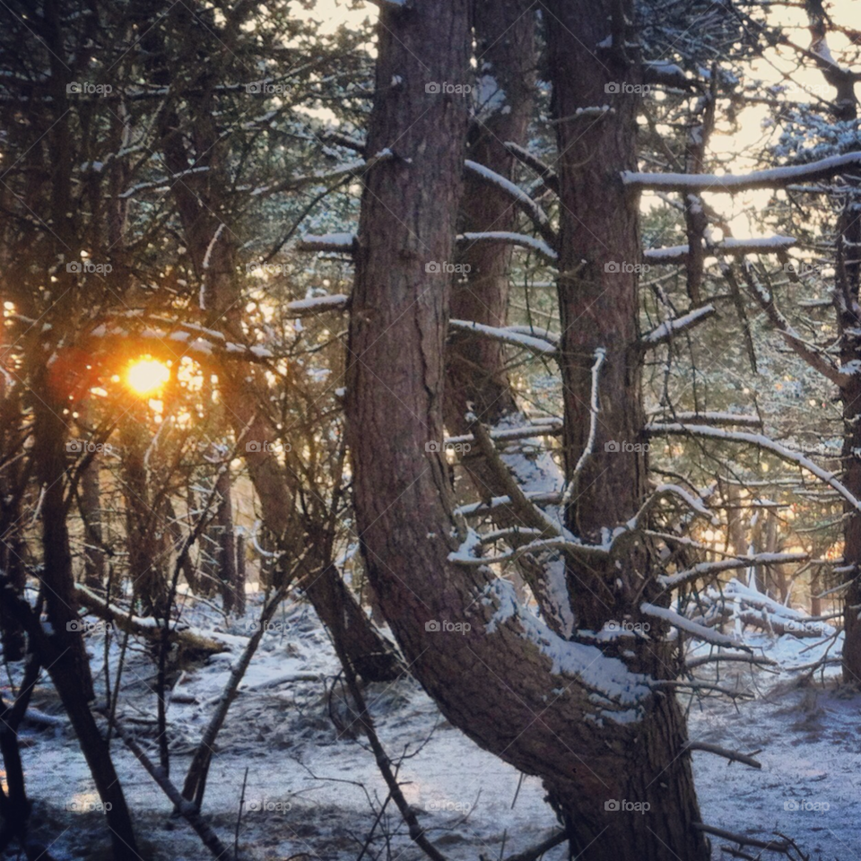 snow winter nature tree by KathOnEarth