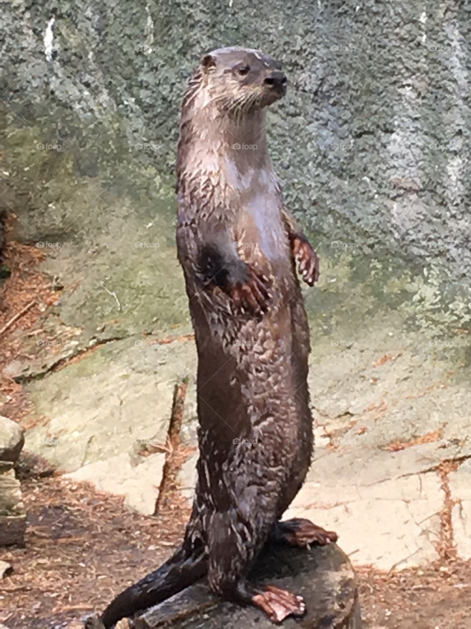 Water otter at zoo at Beardsley Zoo in Bridgeport, CT
