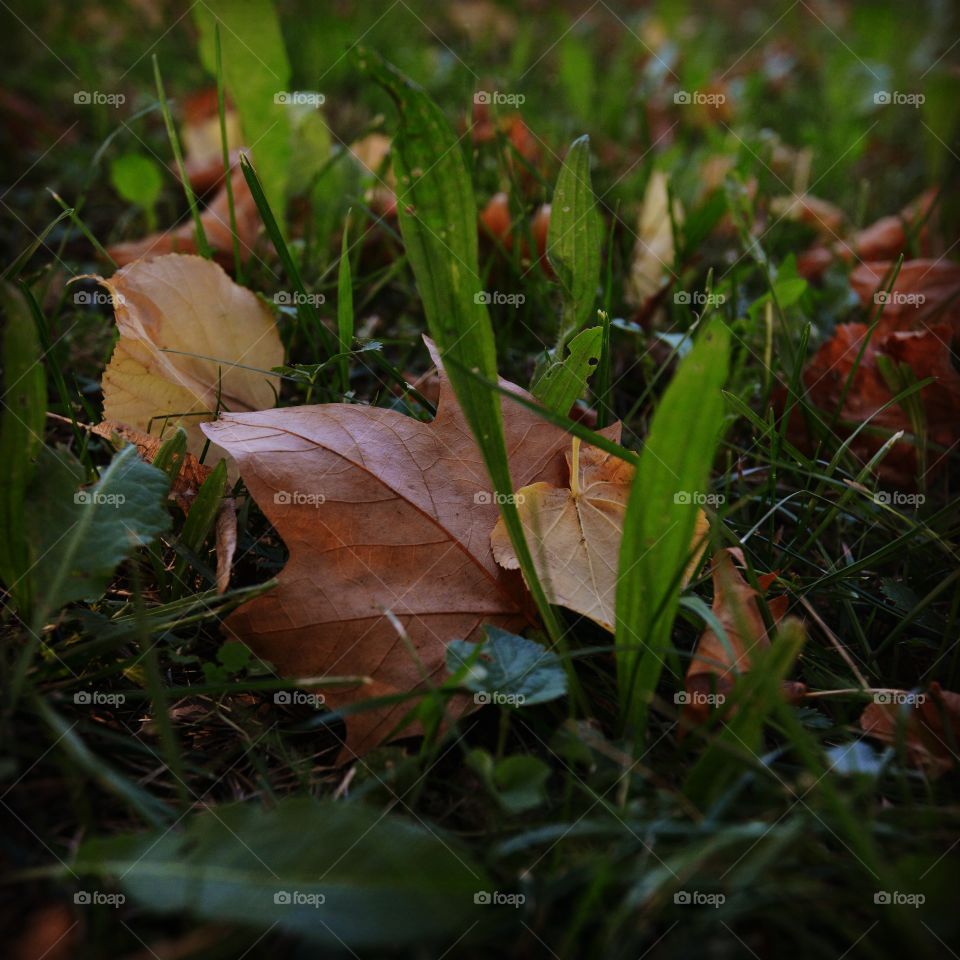 leaf. garden