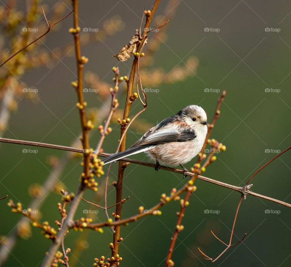 Long-tailed tit