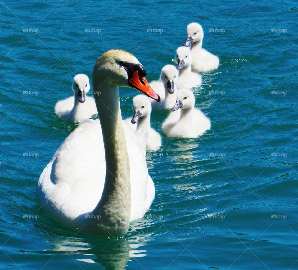 Swan Trail. Mama leading her cygnets