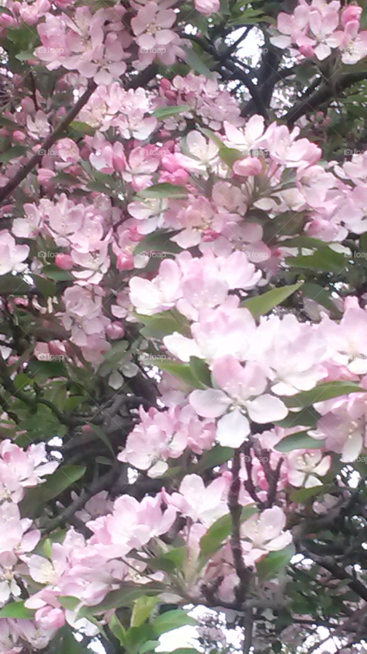 Early Spring Flowers