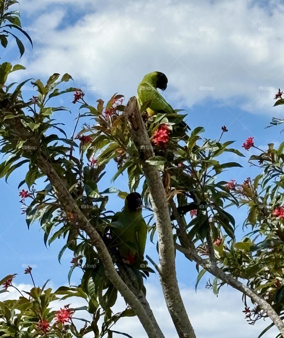 Two parrots perched in a tree 