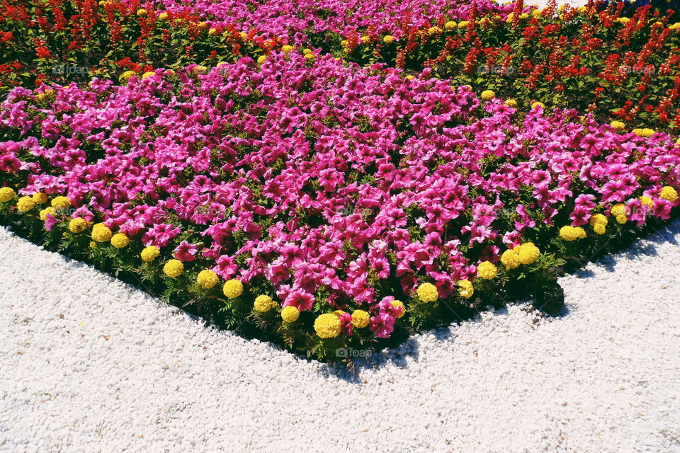 Flowerbed in the park of the city of Kiev, spring 2017