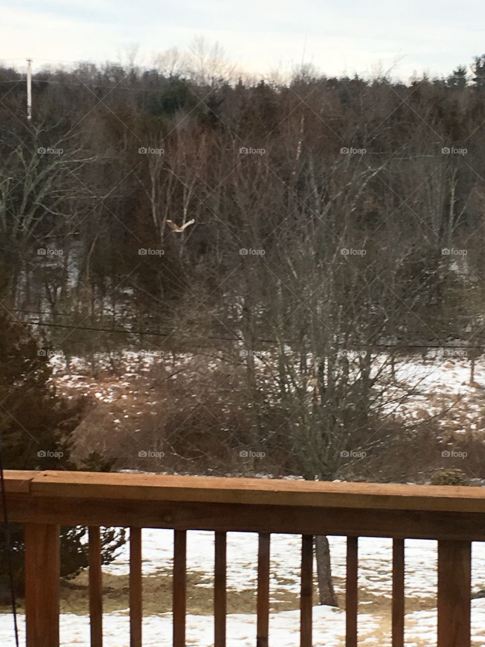 Red Tail Hawk in the backyard 