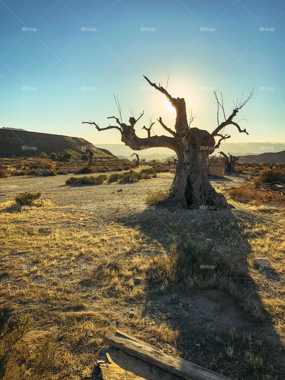 Famos tree in the Tabernas desert 
