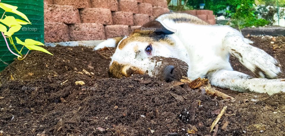Pup playing in the dirt