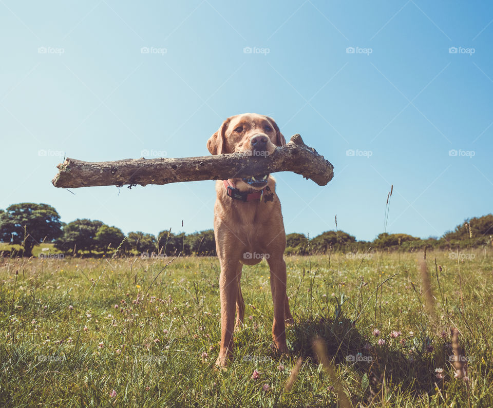 A happy and healthy Labrador retriever dog holding and carrying a large stick in its mouth in the countryside on a hot summer day