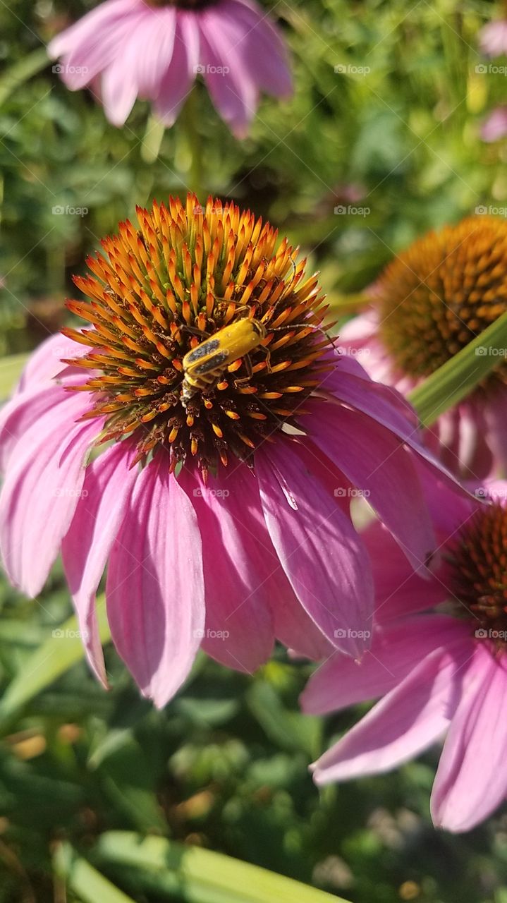 Invasion of the Bugs