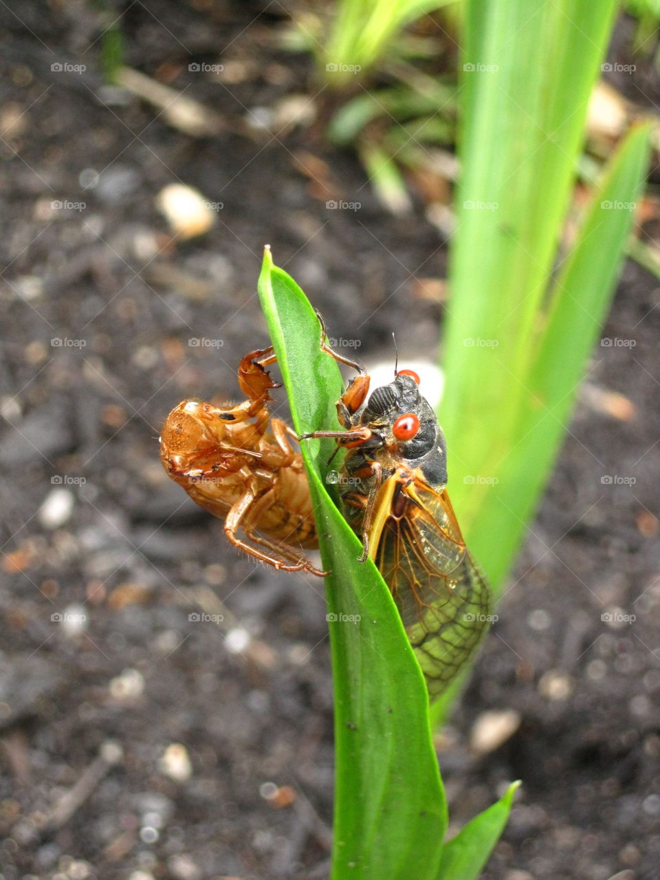 Cicada. A cicada and its shell
