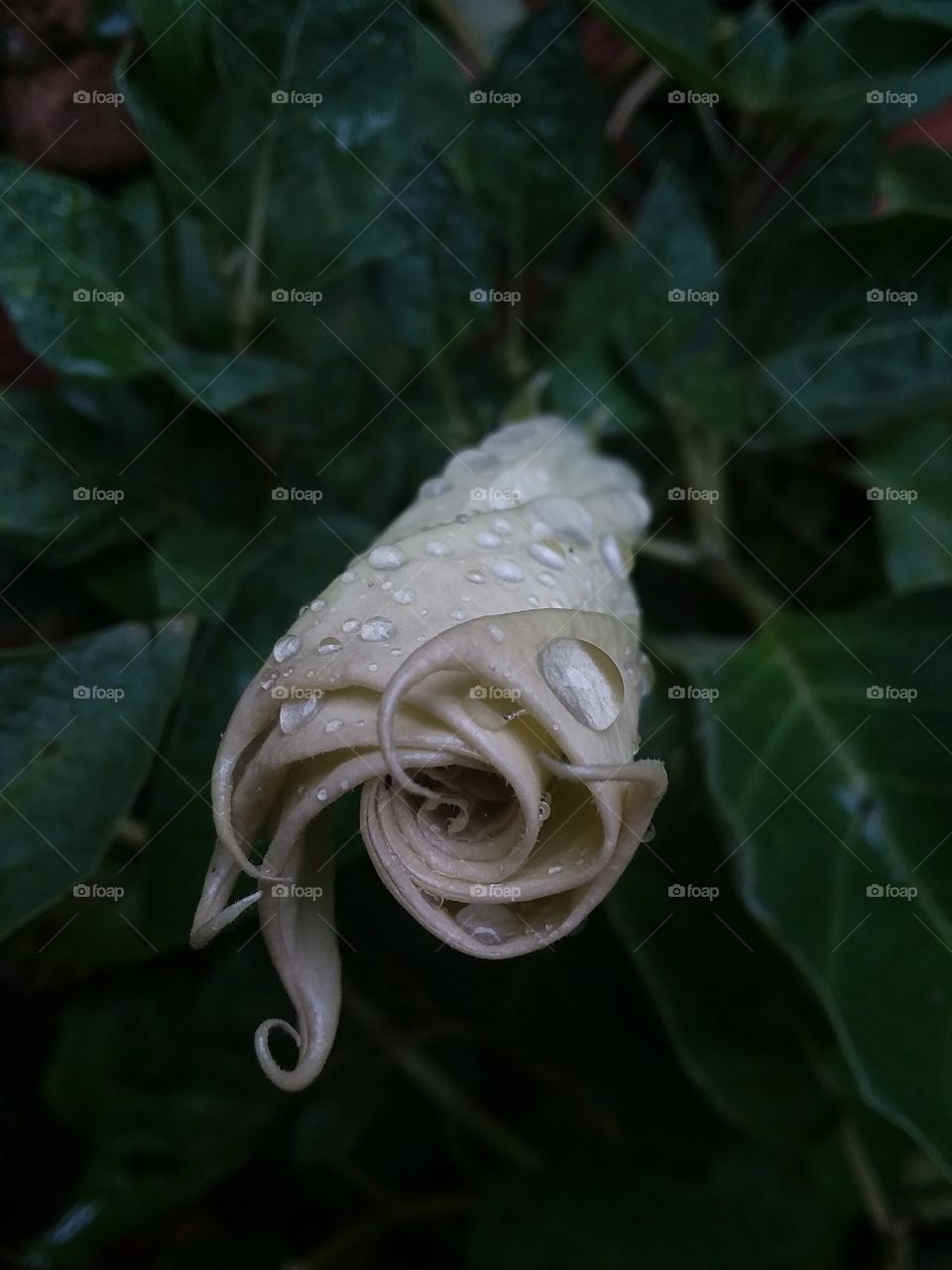 moonflower bloom after the rain