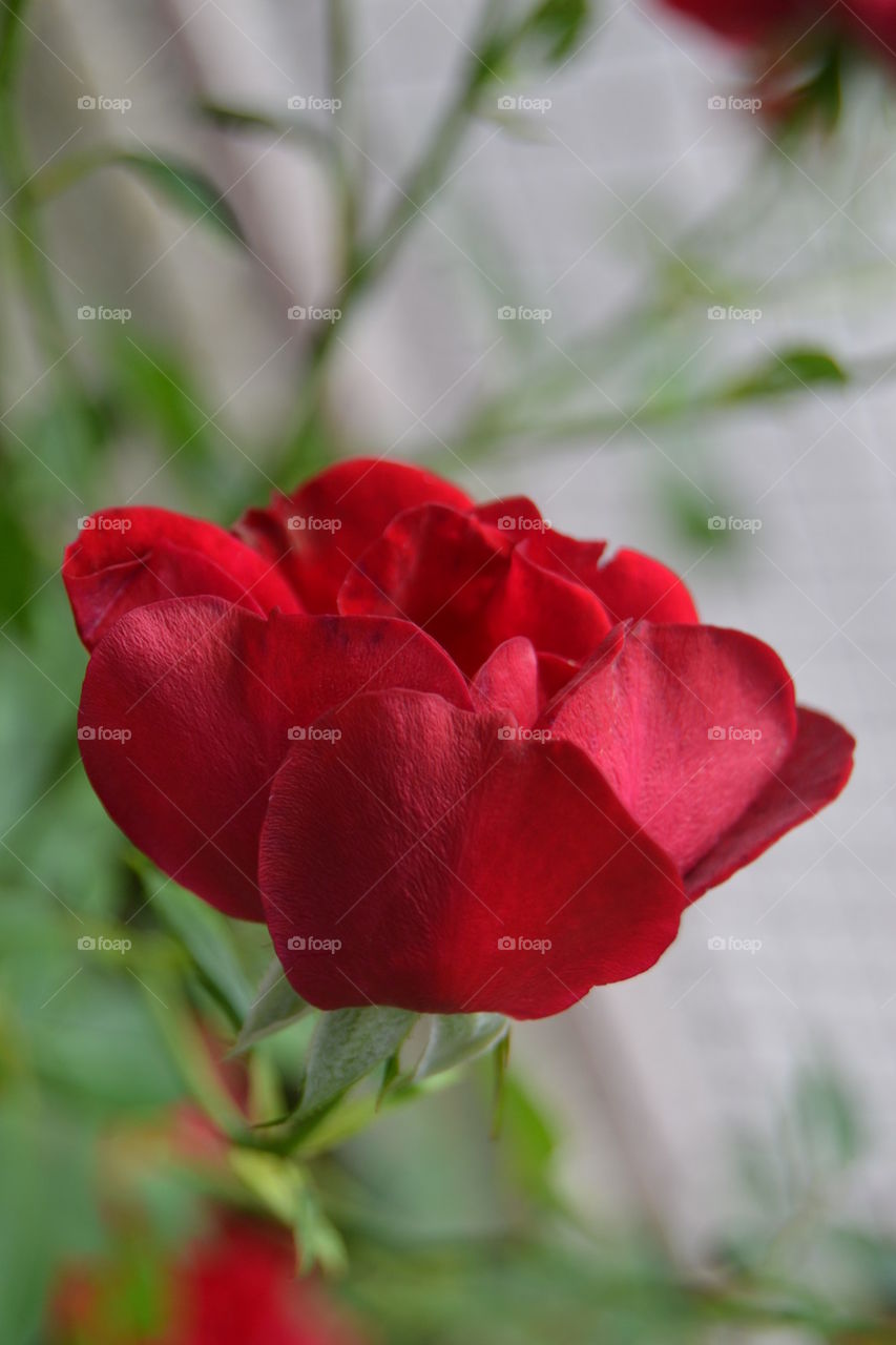 Red rose III.