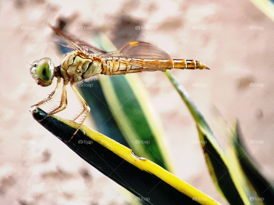 Macro image of a dragon fly on the snake plant