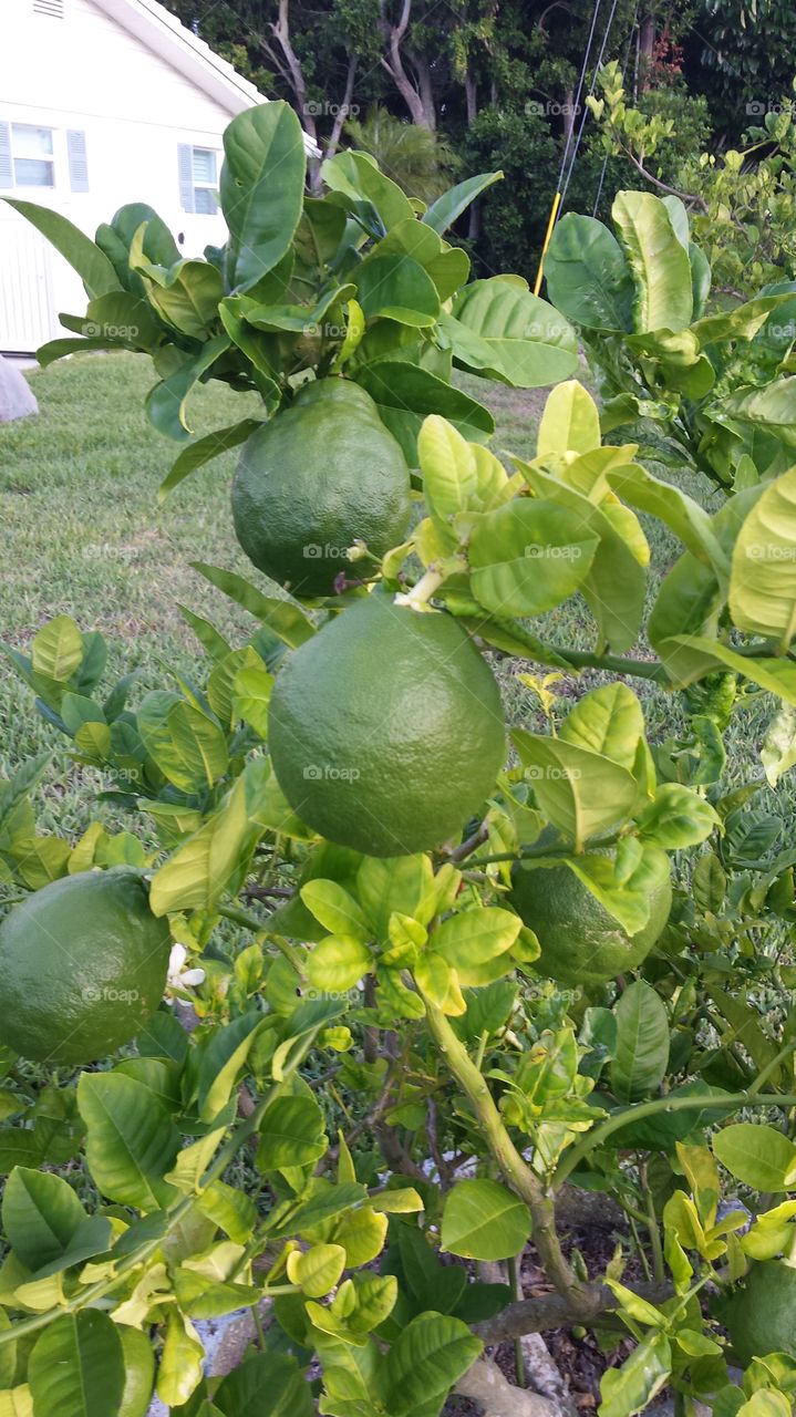 lemon tree. Florida  lemon tree 