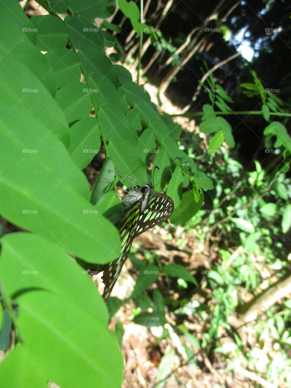 The tailed graphium agamemnon jay is a green and black tropical butterfly that mostly belongs to the swallowtail family.