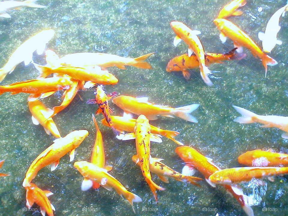 Koi in clear water