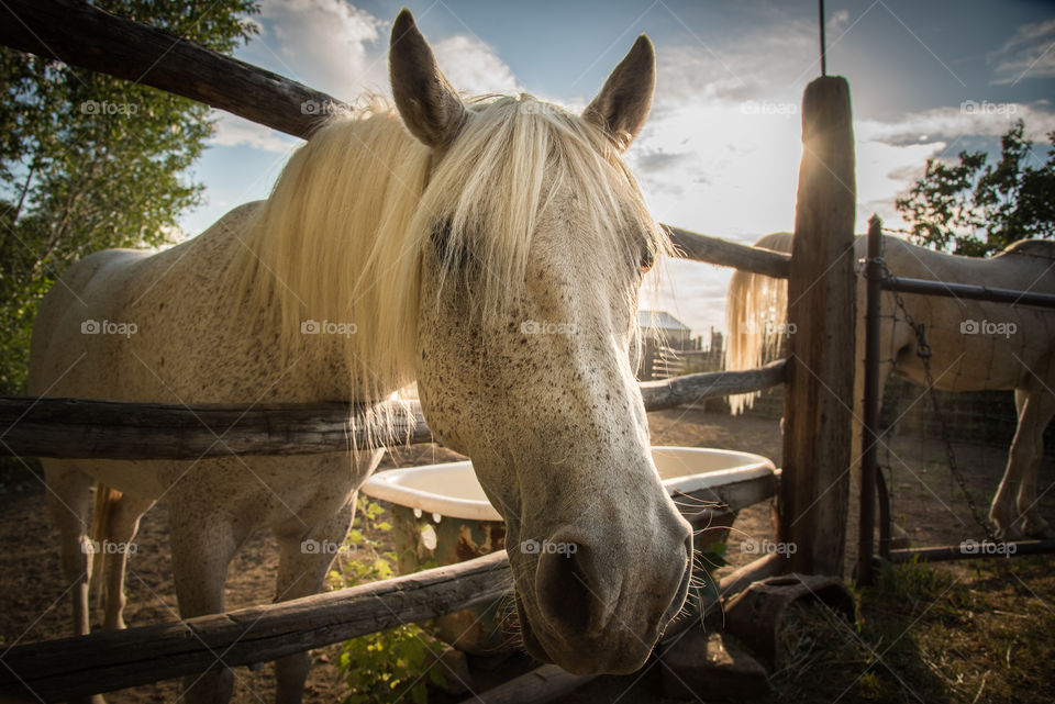 Portrait of a white horse