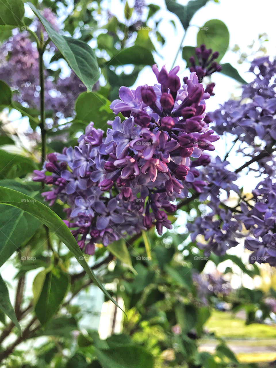 Purple lilacs 