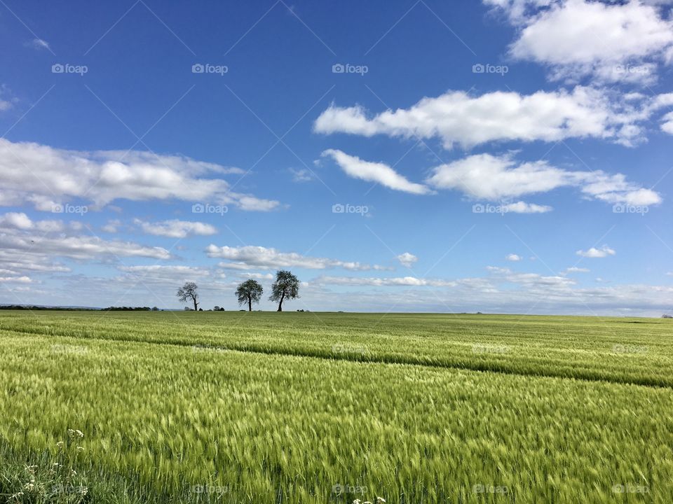 Landscape of a local field ... love the three winky trees in the distance 