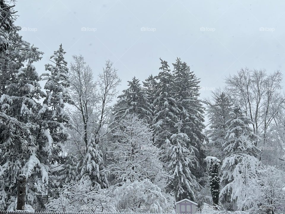 Snowy Trees in Winter