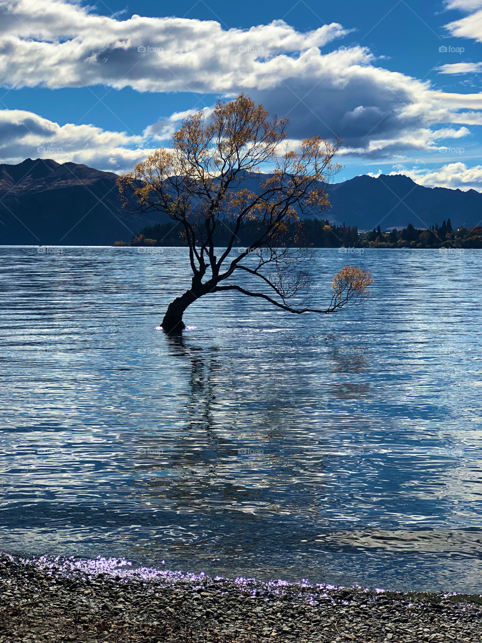 That Wanaka Tree