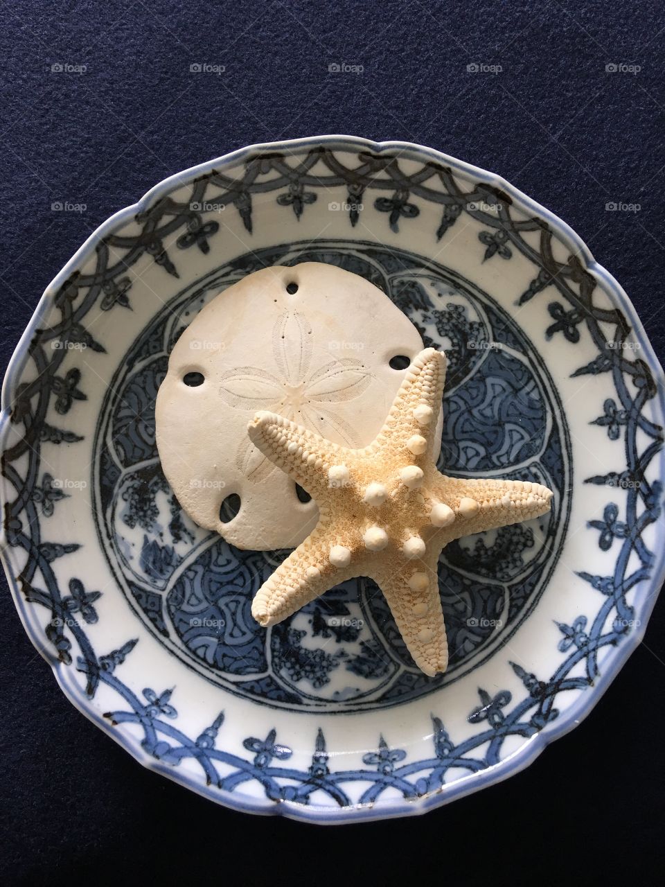 Circular view starfish and sand dollar 