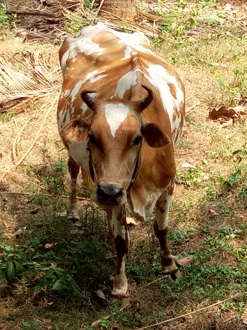 Cow